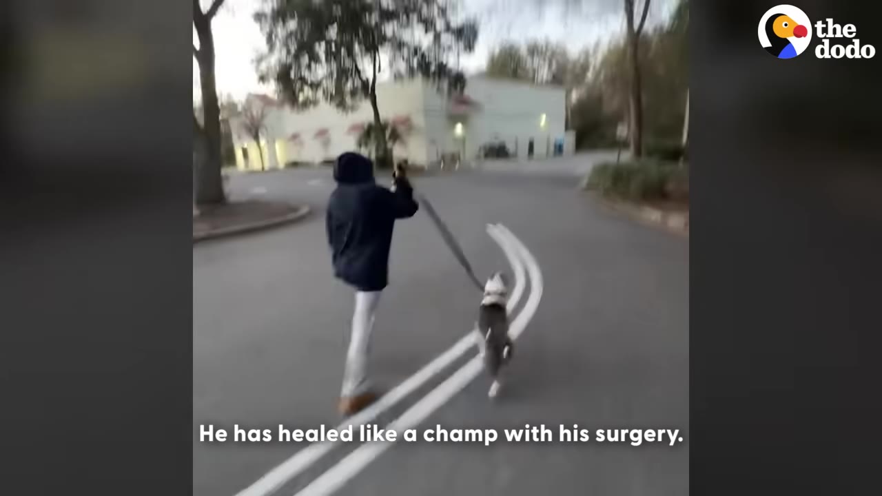 A person in a dark jacket walks a three-legged dog on a leash outdoors on an asphalt path, with text overlay reading 'He has healed like a champ with his surgery.'