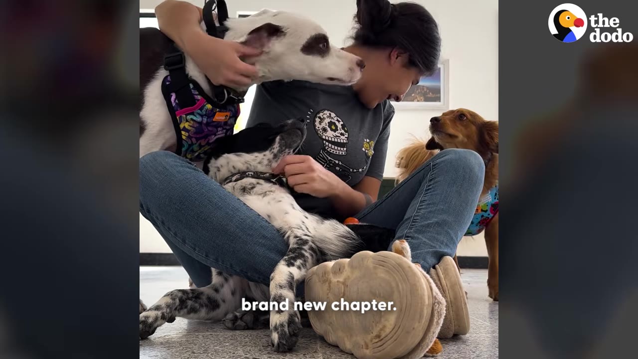 A woman sits on the floor smiling as she is surrounded by and petting several rescued dogs.