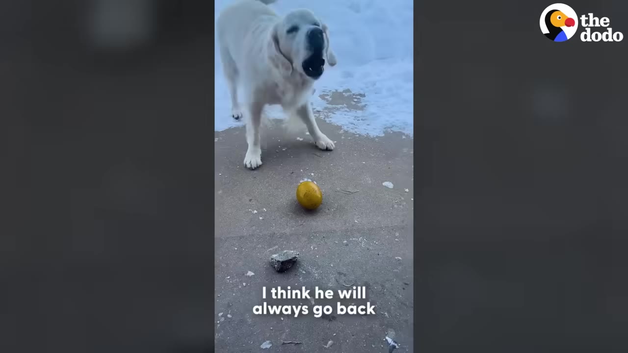 A golden retriever stands outside on a concrete patio near snow, barking with a golden egg and a small rock on the ground in front of him.