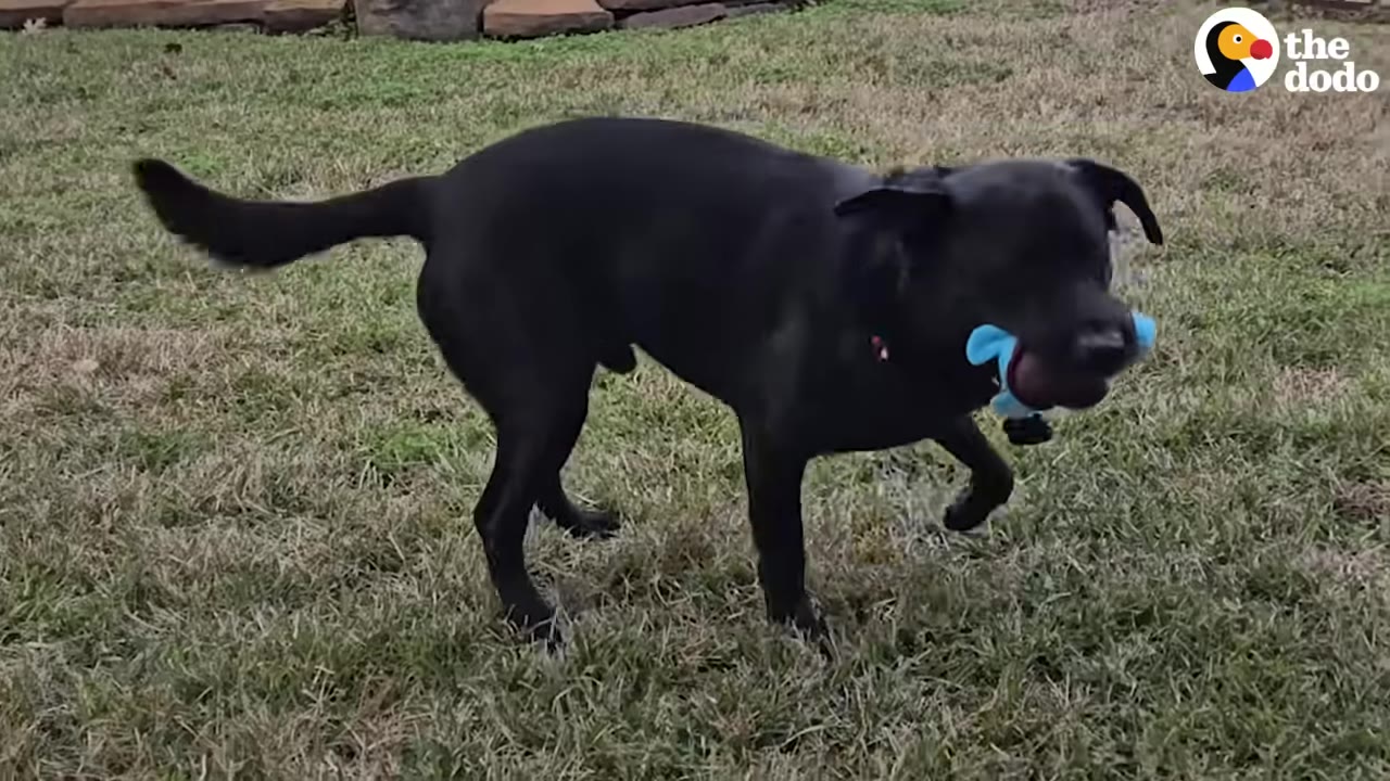 A black dog walks across a grassy lawn carrying a blue toy in its mouth.