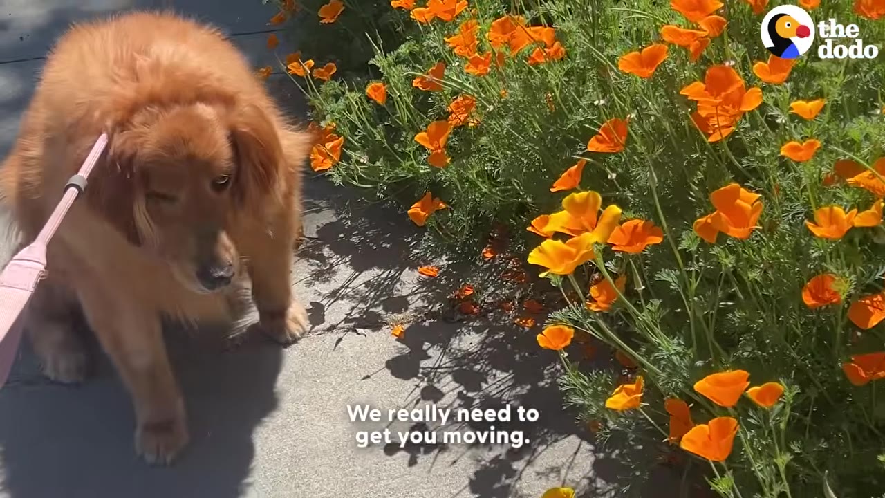 An overweight golden retriever on a pink leash stands on a paved path next to a patch of bright orange poppy flowers.