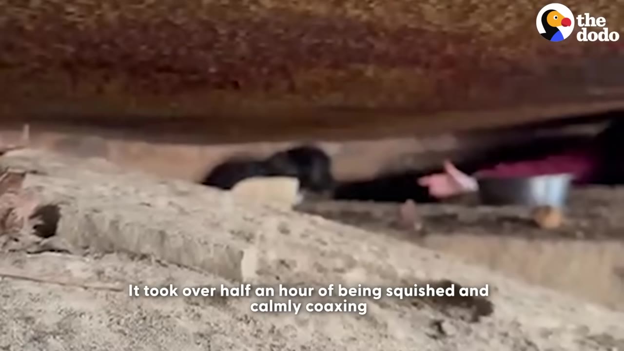 A person's hand reaches into a narrow, low gap under a concrete structure to coax a small black puppy out, with a metal bowl nearby.