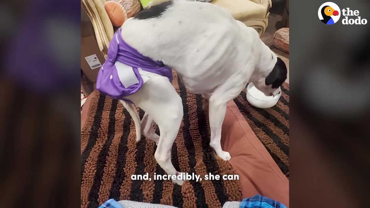 A white dog with black patches wearing a purple diaper stands on all four legs on a brown and black striped rug.