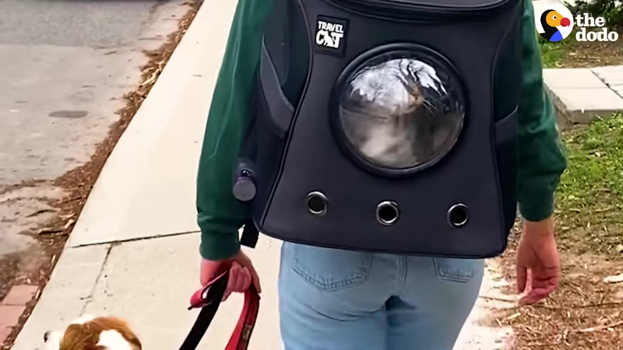 A person walking down a sidewalk wearing a black backpack with a bubble window containing a grey cat, while holding a leash for a brown and white dog.