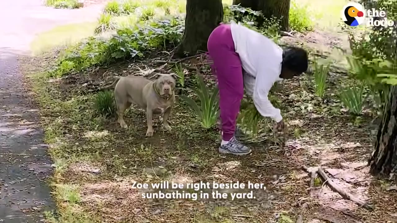A woman in a white long-sleeve shirt and pink pants bends over to do yard work in a wooded garden area while a tan pit bull stands nearby watching her.
