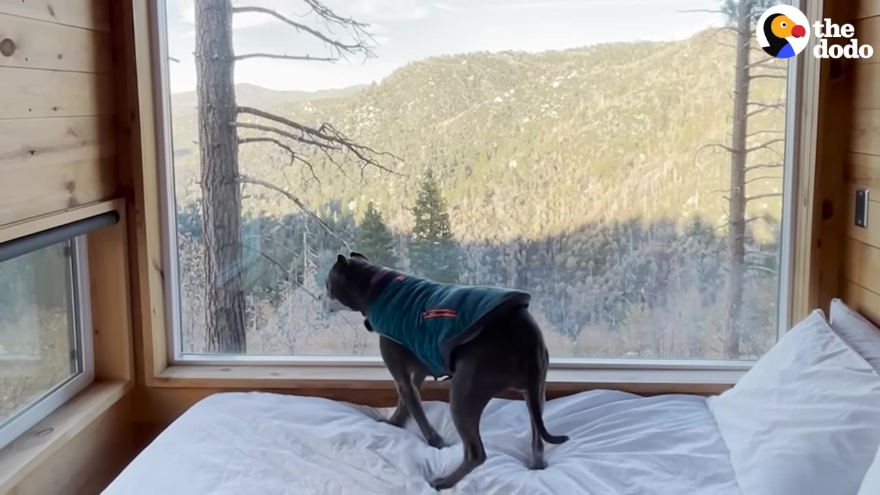 A grey dog wearing a blue and green jacket stands on a white bed inside a wooden cabin, looking out a large window at a scenic mountain view filled with pine trees.