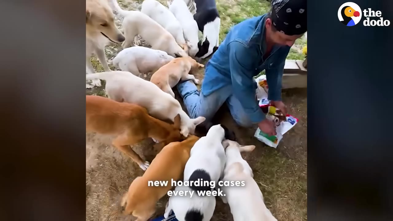 A person wearing a blue denim shirt and a black bandana kneeling on the ground, surrounded by a large pack of dogs of various colors as they feed from a bag.