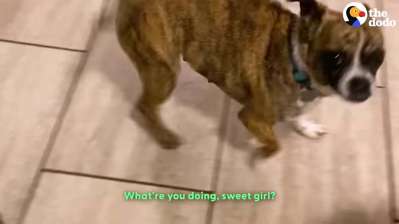 A brindle dog with a white chest and a blue collar stands on a tiled floor, captured mid-wiggle.