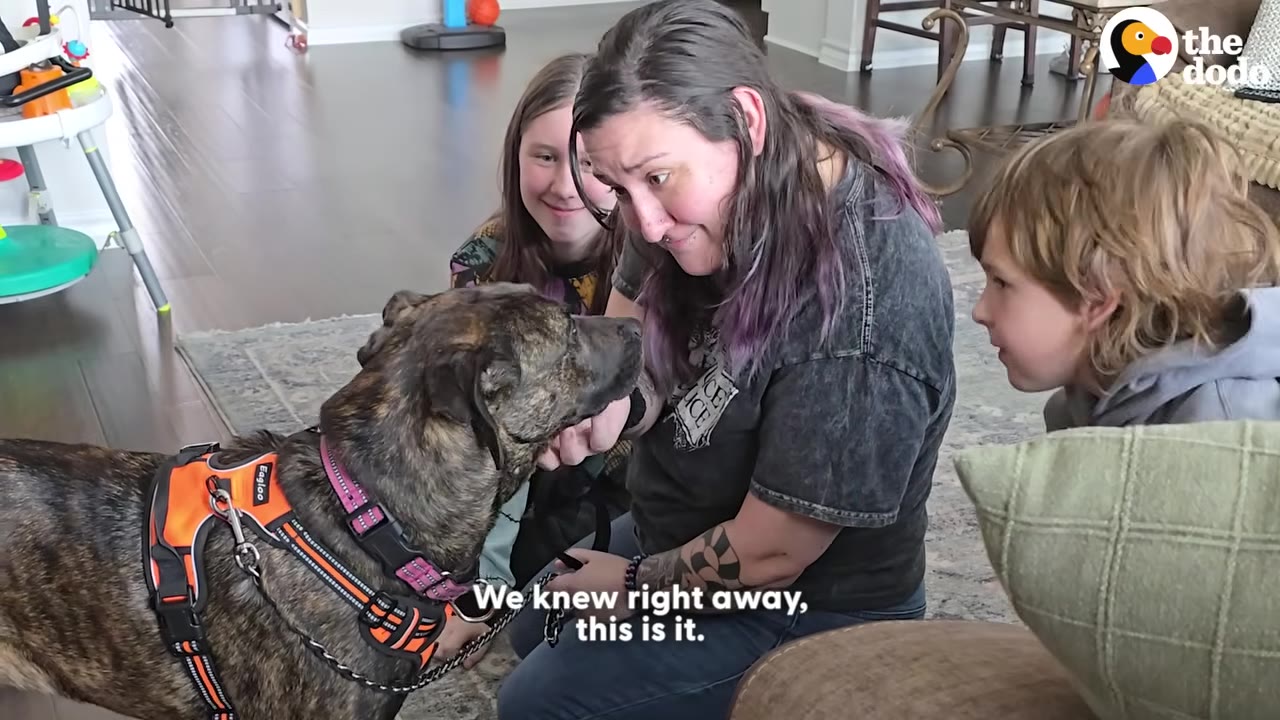 A brindle dog wearing an orange harness is introduced to a woman with purple-streaked hair and two children who are smiling and looking at the dog warmly.