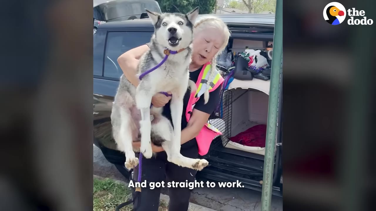A woman wearing a pink safety vest carries a wide-eyed husky dog in her arms in front of an open vehicle trunk.