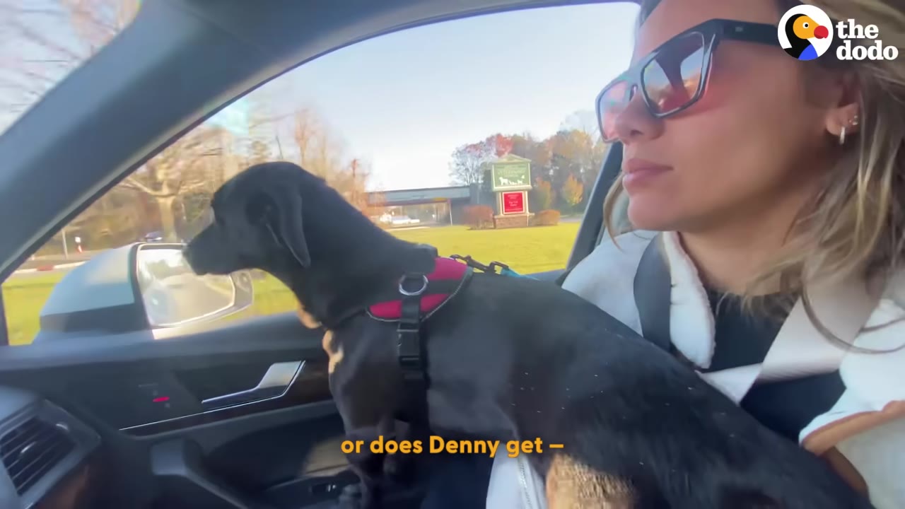 A woman wearing sunglasses sits in the passenger seat of a car with a small black dog wearing a red harness resting on her lap.