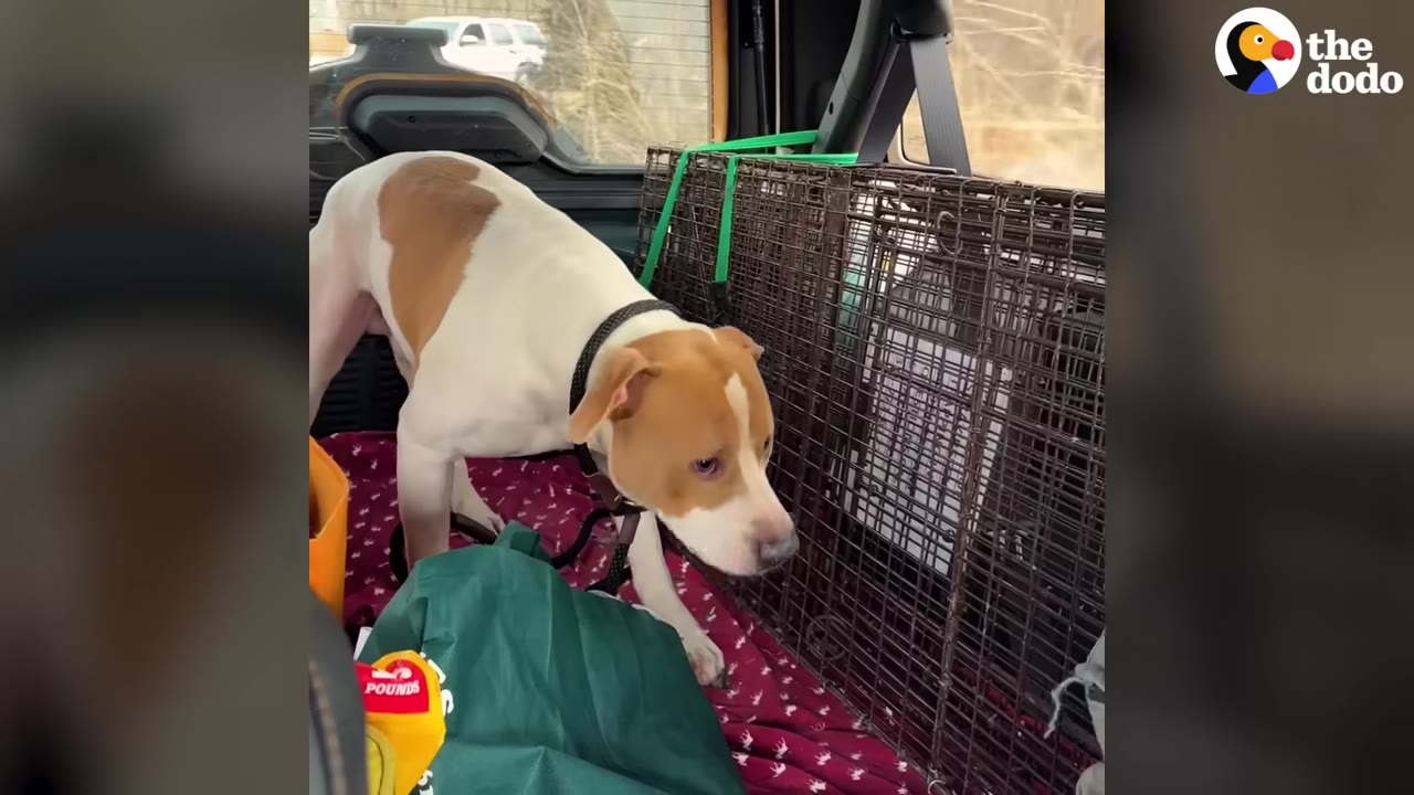 A brown and white dog stands inside the back of a vehicle next to a wire crate, looking down with a gentle expression.