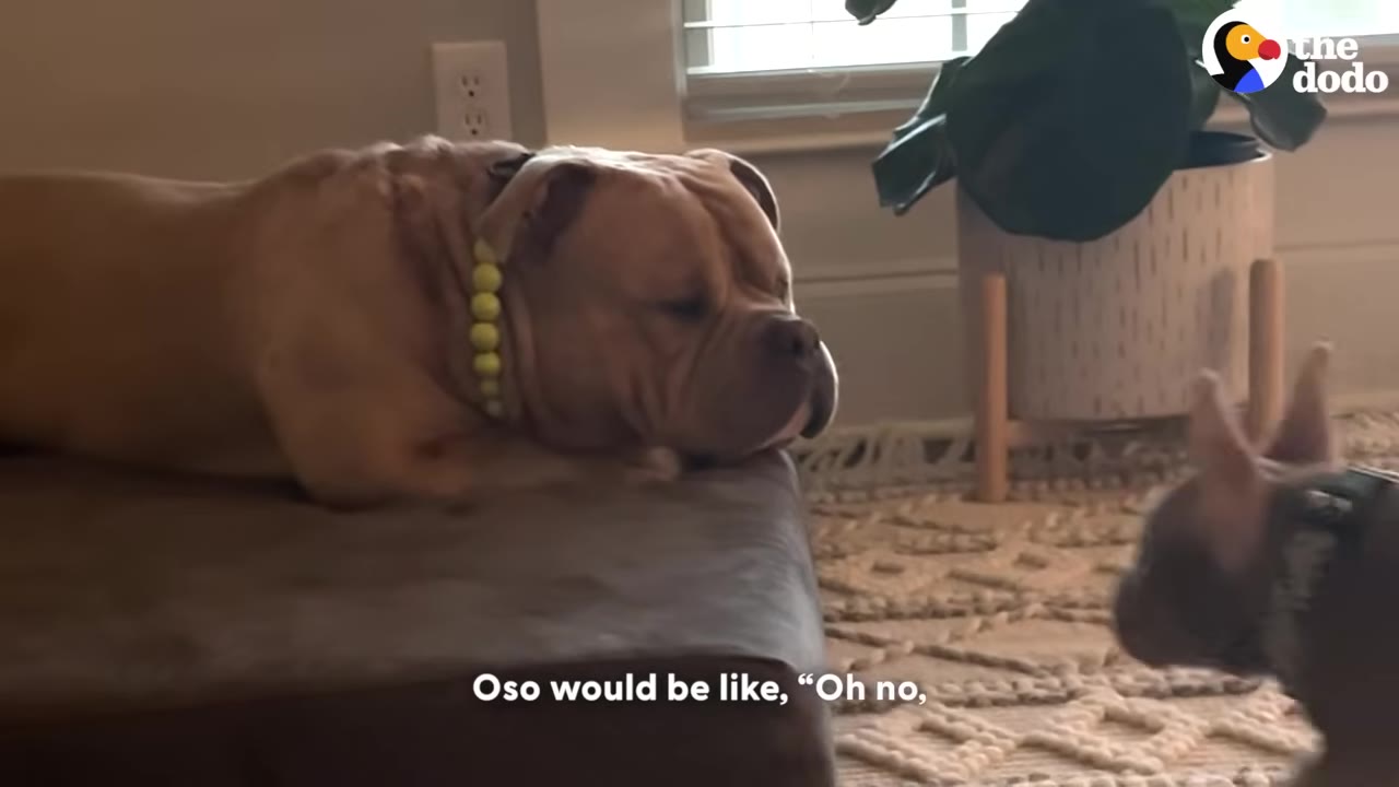 A large tan dog lies on a dog bed looking away with a skeptical expression as a small grey puppy looks up at him.
