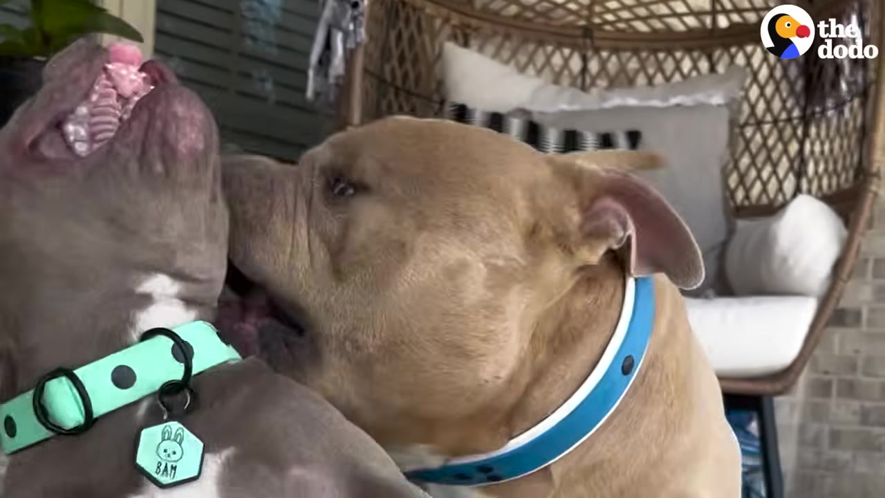 A tan dog wearing a blue collar gently licks the face of a smaller grey puppy wearing a light green collar.