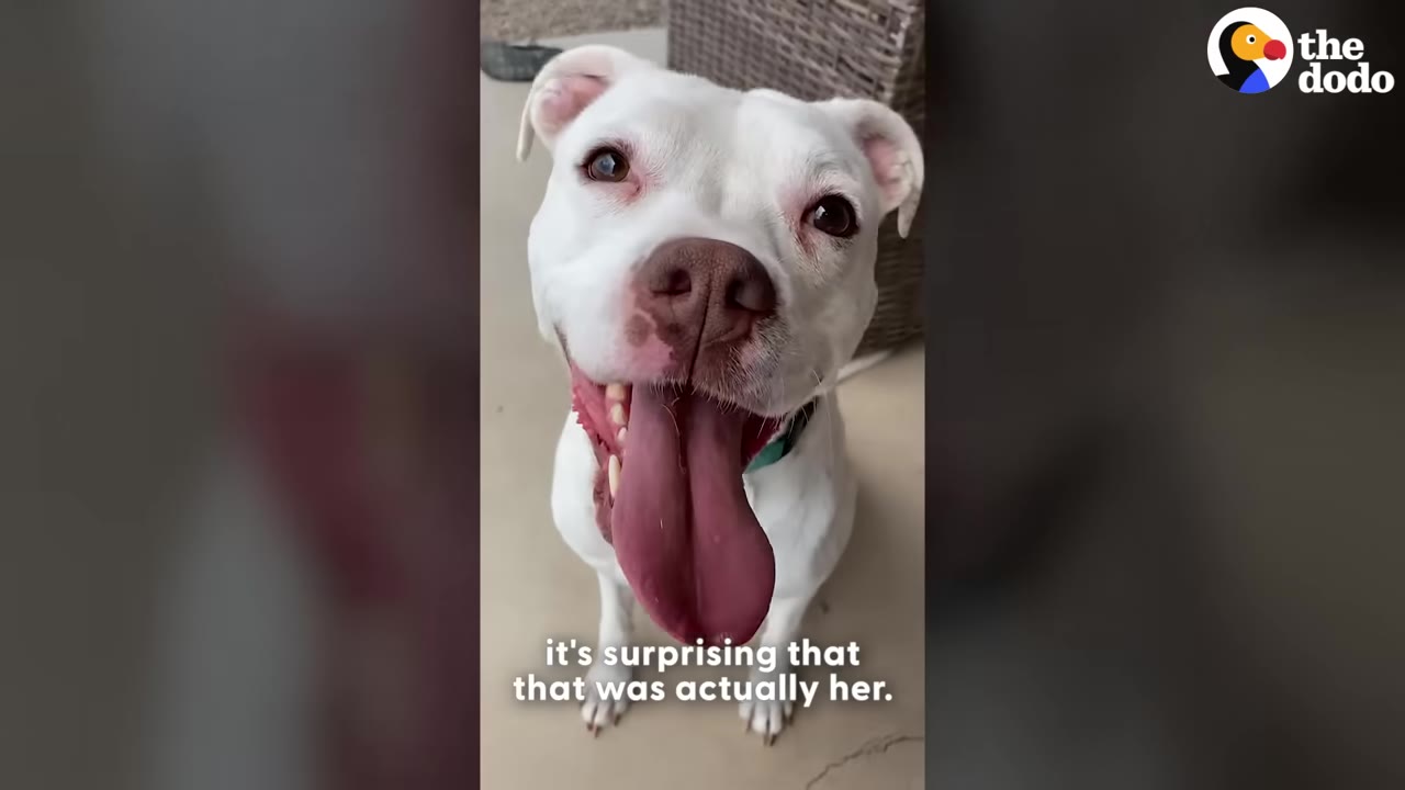 A close-up shot of a happy white dog with its tongue out, looking directly up at the camera.
