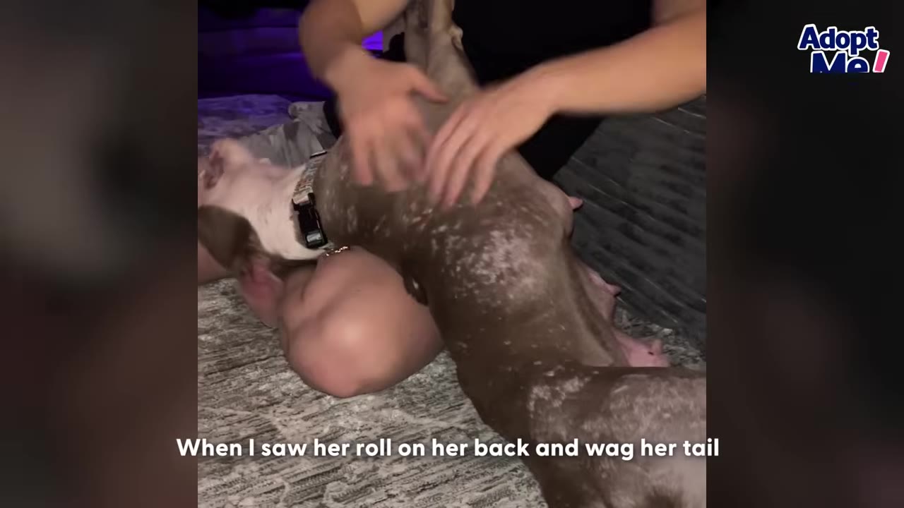A brown and white dog lies on its back in a person's lap, receiving belly rubs and stretching out comfortably.