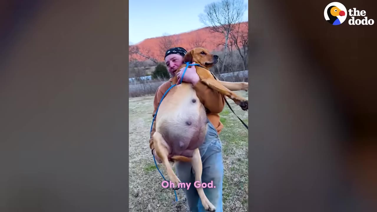 A person in overalls carrying a heavily pregnant brown dog in their arms outdoors.