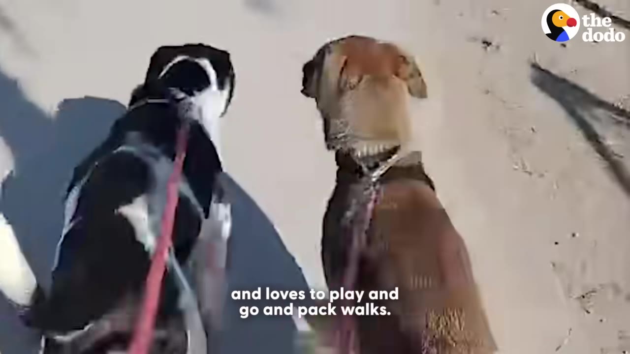 A black and white dog and a tan dog walking side-by-side on leashes during a walk.