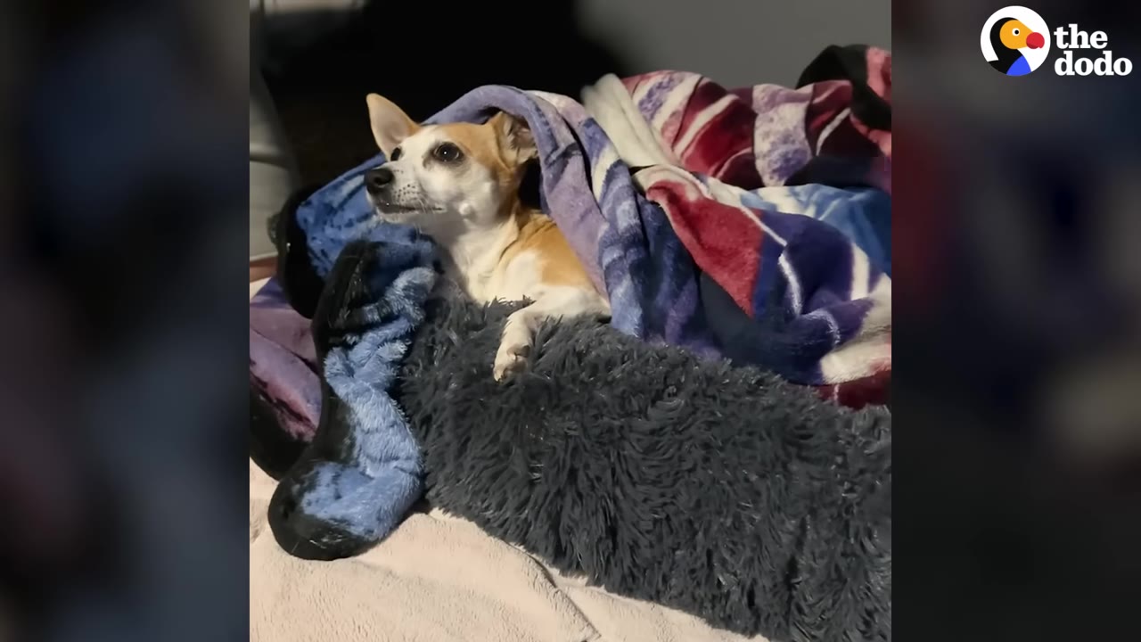 A small brown and white dog wrapped in colorful blankets, looking alertly to the side while resting in a fluffy grey pet bed.