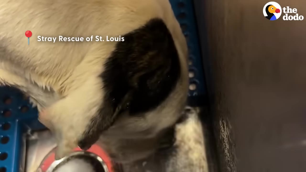 A close-up, high-angle shot of a light-colored dog with a dark patch on its ear, inside a blue plastic crate at the Stray Rescue of St. Louis shelter.