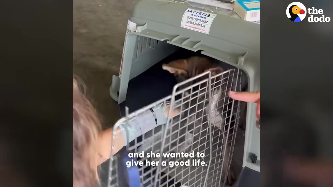 A dog inside a grey plastic pet carrier with a wire door, as a person reaches a hand towards the crate.