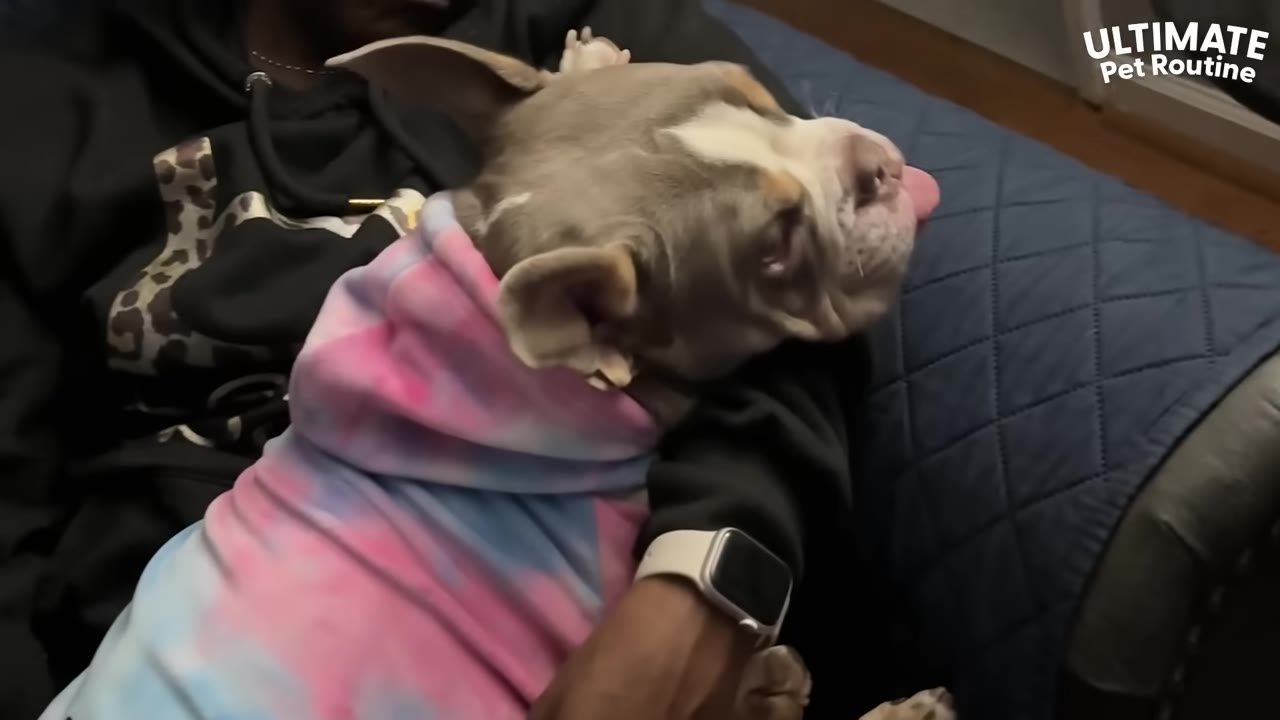 A small brown and white dog wearing a pink and blue tie-dye hoodie rests comfortably in a person's lap.