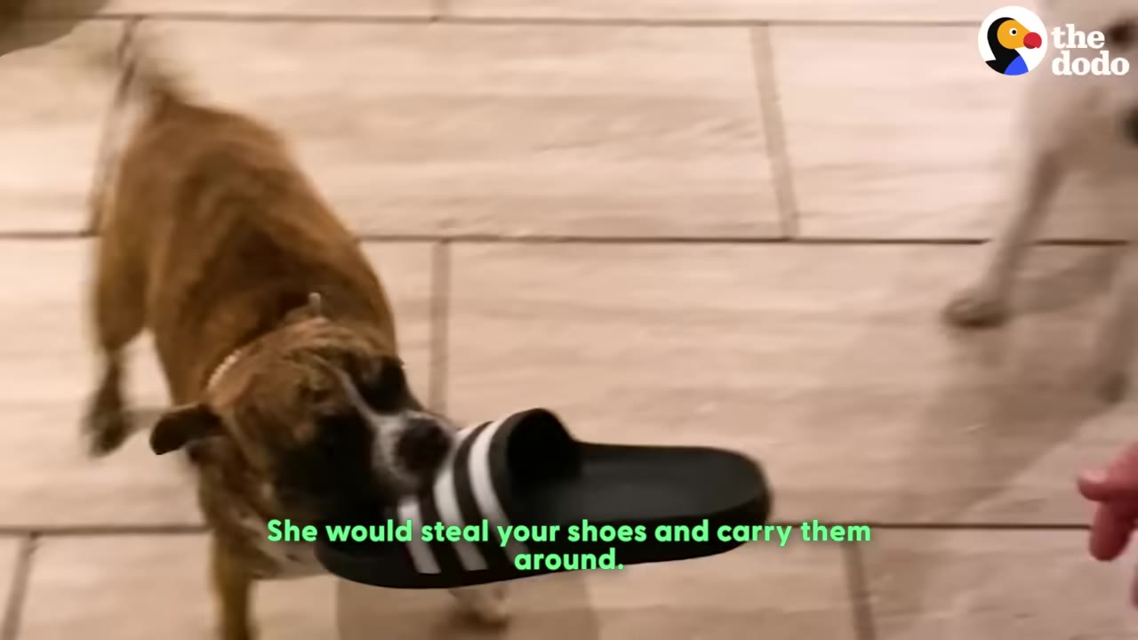 A brindle dog carrying a black and white striped slide sandal in its mouth across a tiled floor.