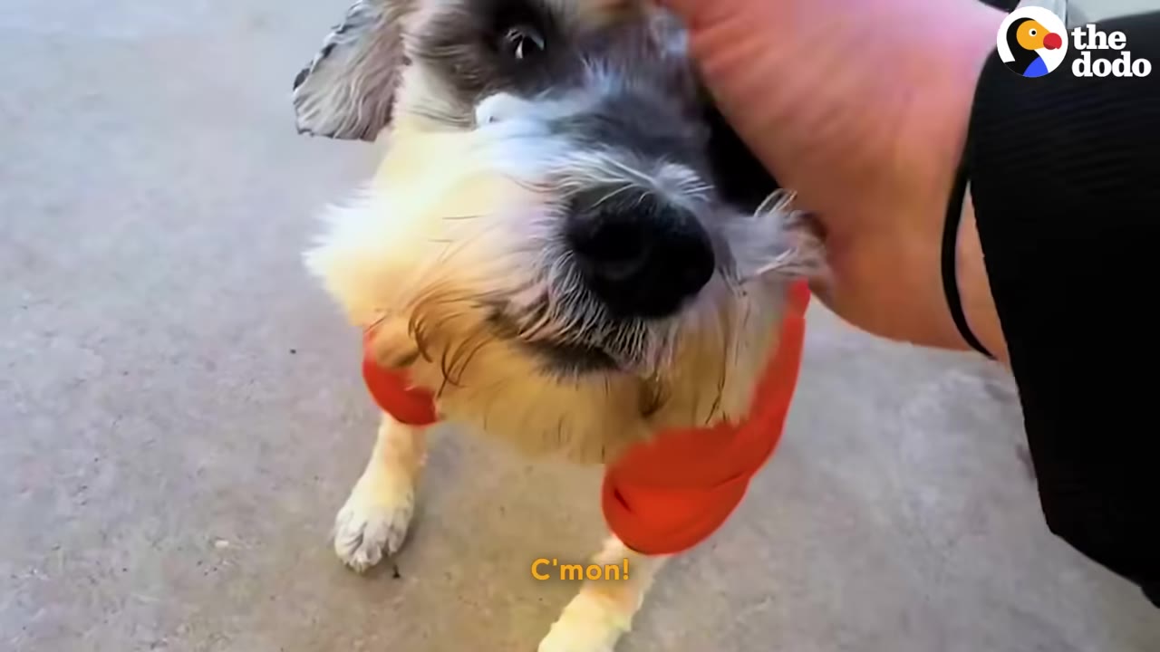 A close-up of a small grey and white dog wearing an orange sweater being gently petted on the head by a person's hand.