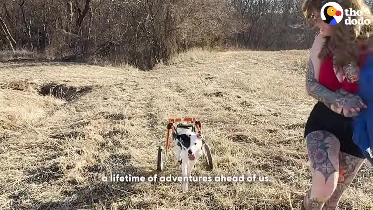 A black and white dog in a wheelchair runs through a grassy field next to a woman with tattoos.
