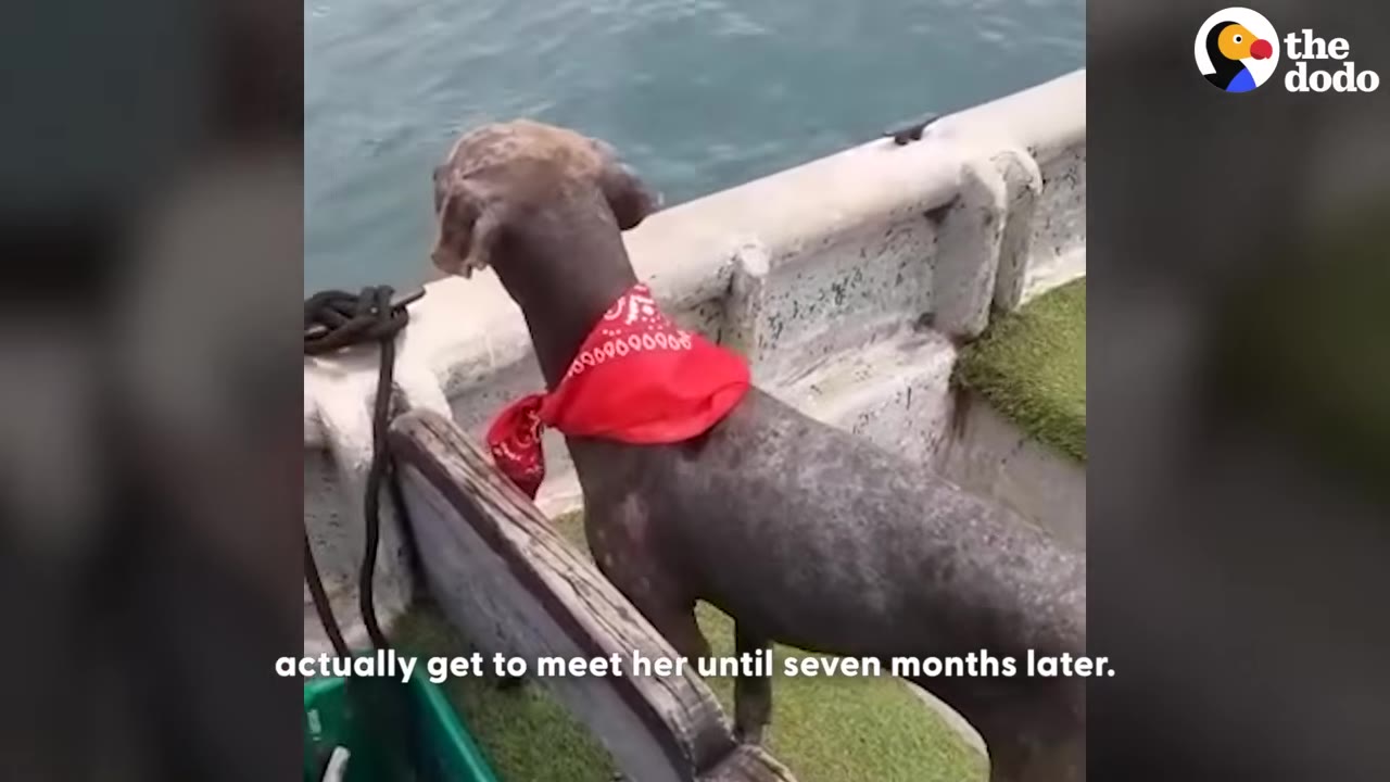A hairless dog wearing a red bandana stands on a boat, looking out over the water.