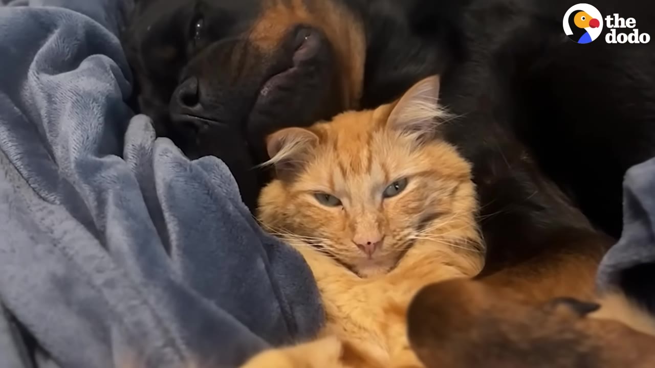 A black and tan Rottweiler rests its head on a fluffy orange cat as they cuddle together under a blue blanket.
