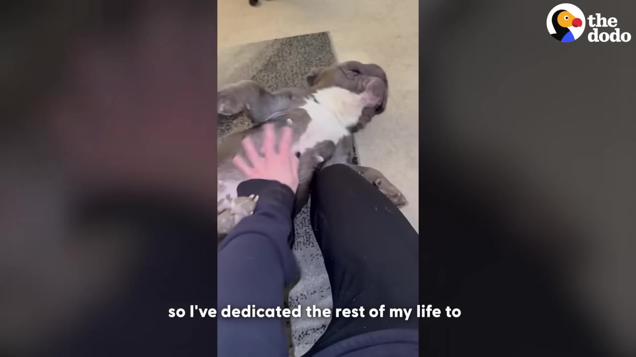 A grey and white dog lies on its back on a rug, receiving a belly rub from a person's hand.