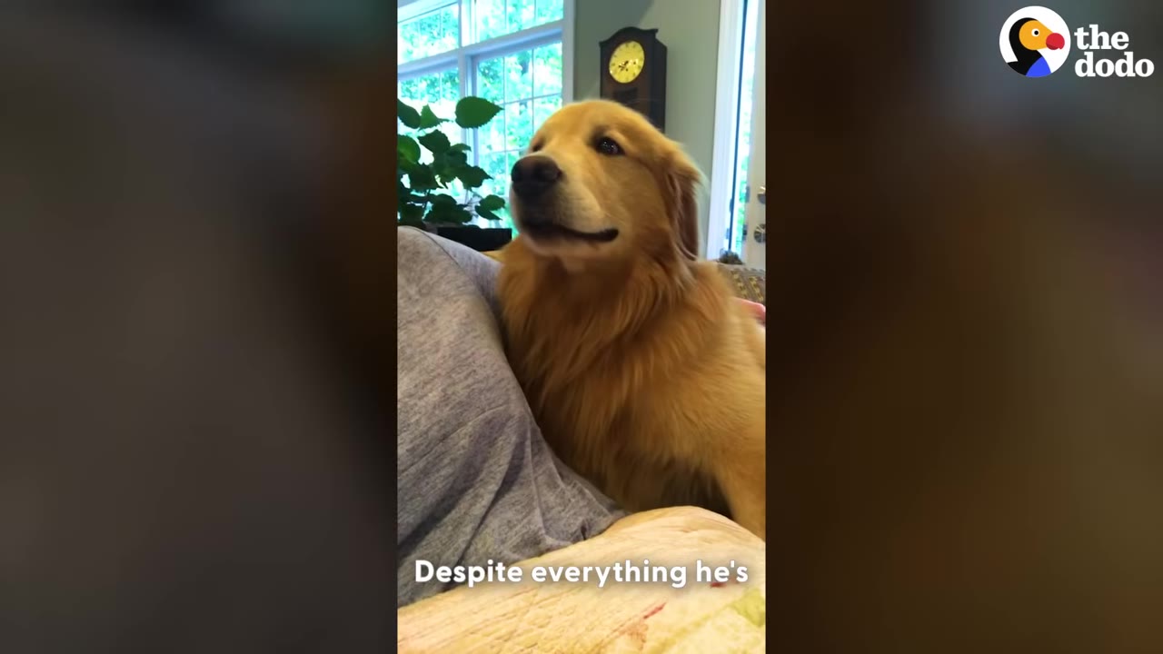 A golden retriever sits closely next to a person on a couch, looking up with a gentle expression.