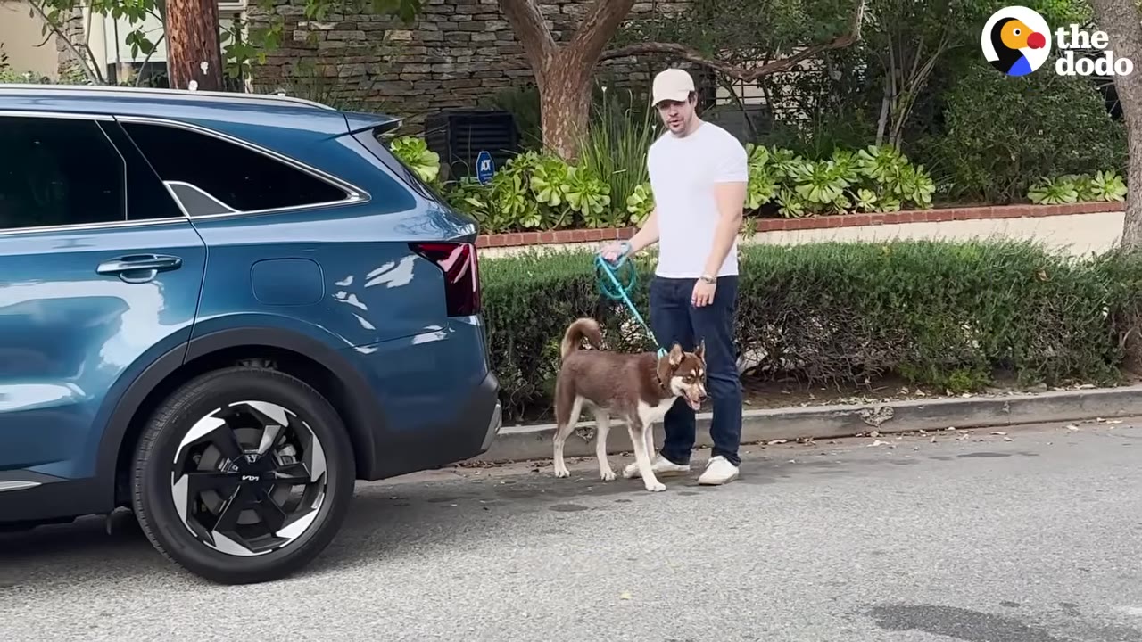 A man in a white t-shirt and baseball cap stands next to a blue SUV, holding a brown and white dog on a leash.