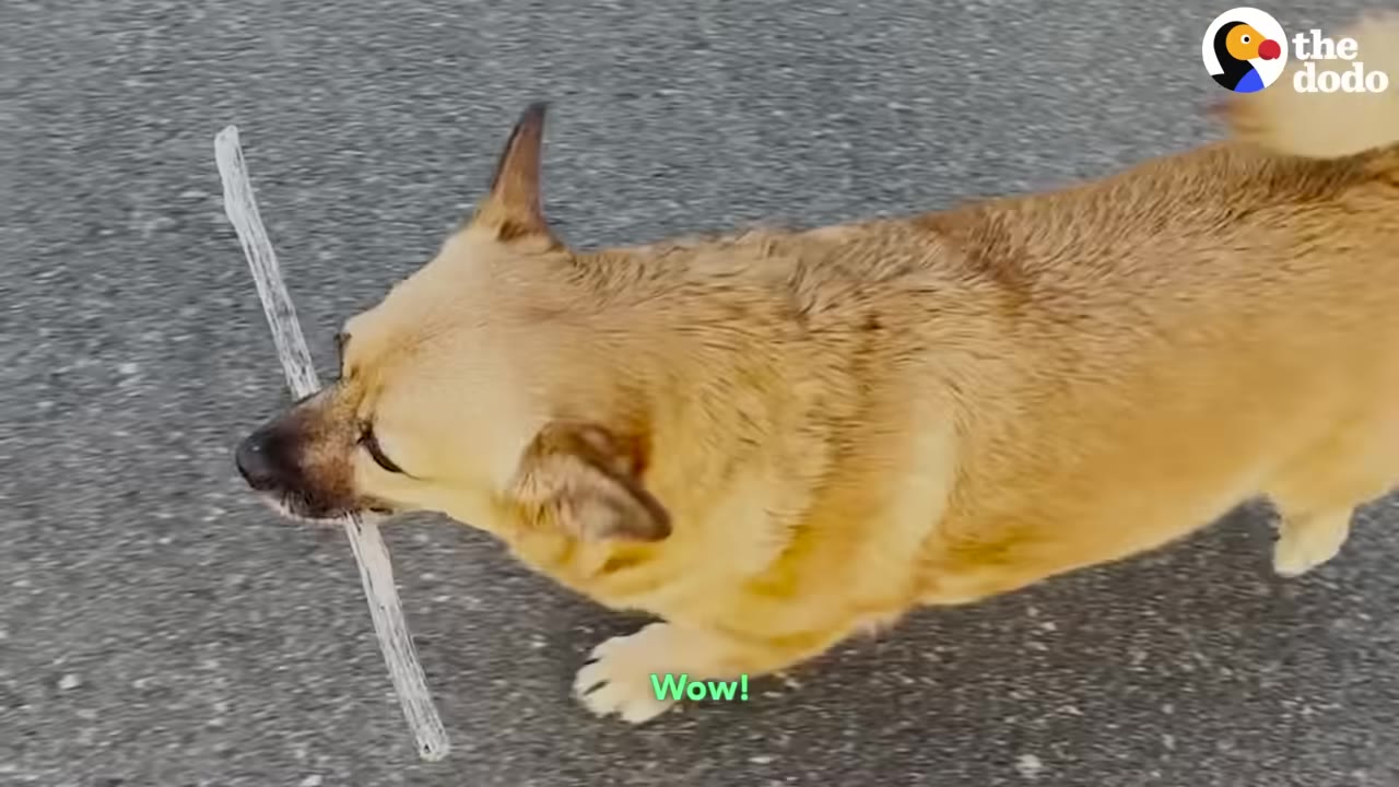 A tan, short-legged dog carrying a thin stick in its mouth while walking on a paved surface.