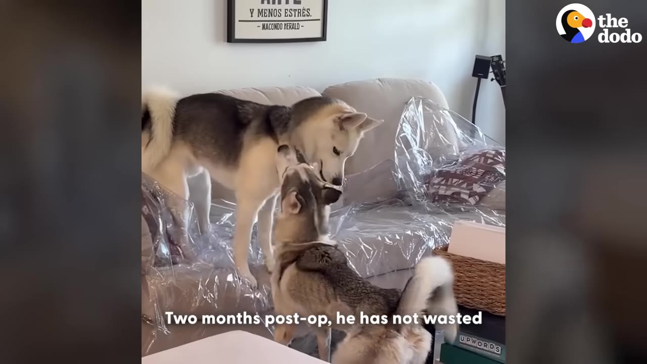 Two husky dogs stand face-to-face near a couch, sniffing and greeting each other warmly.