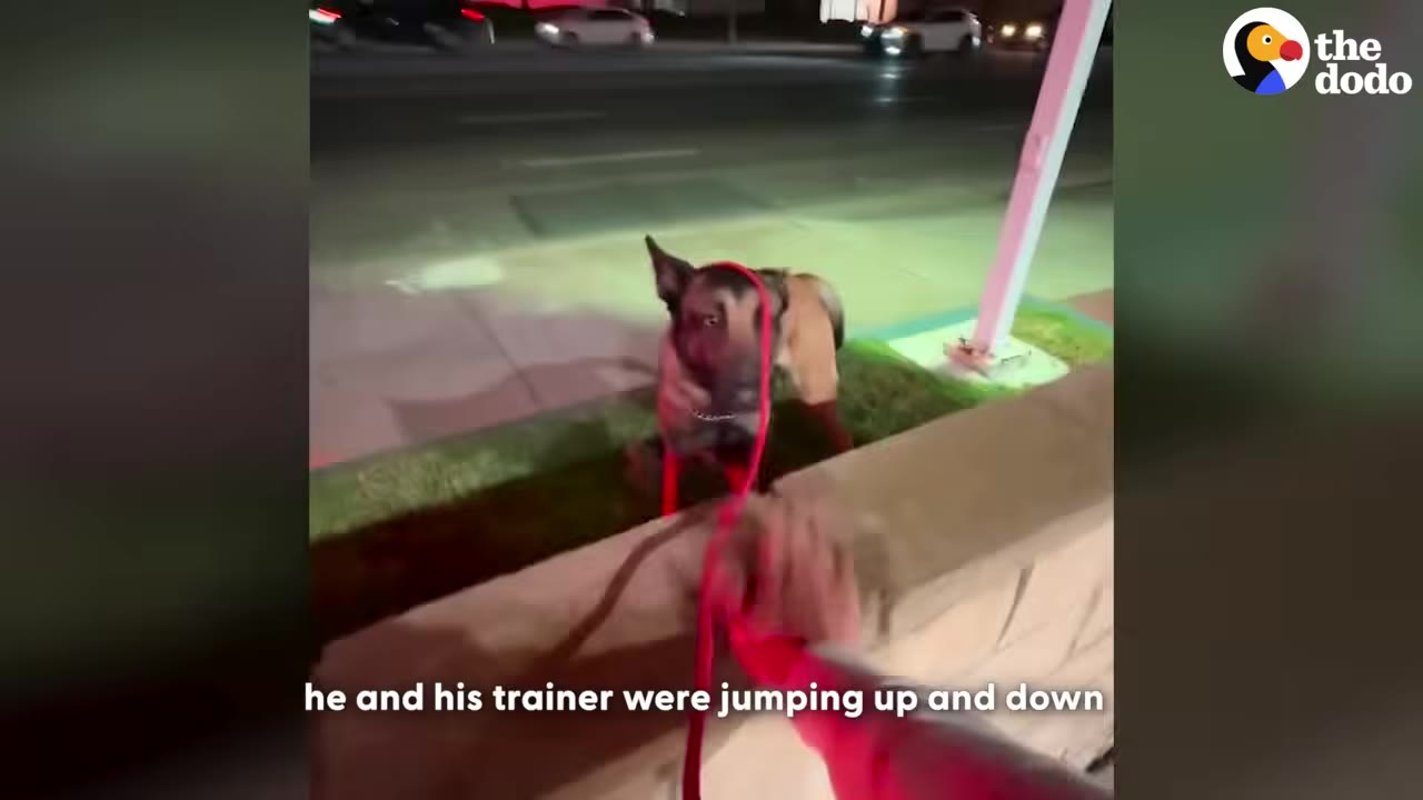 A German Shepherd dog on a red leash stands on a grassy area next to a low brick wall at night, looking up at its trainer.