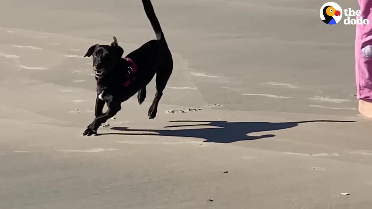 A black dog wearing a red harness runs joyfully across a sandy beach on a sunny day.
