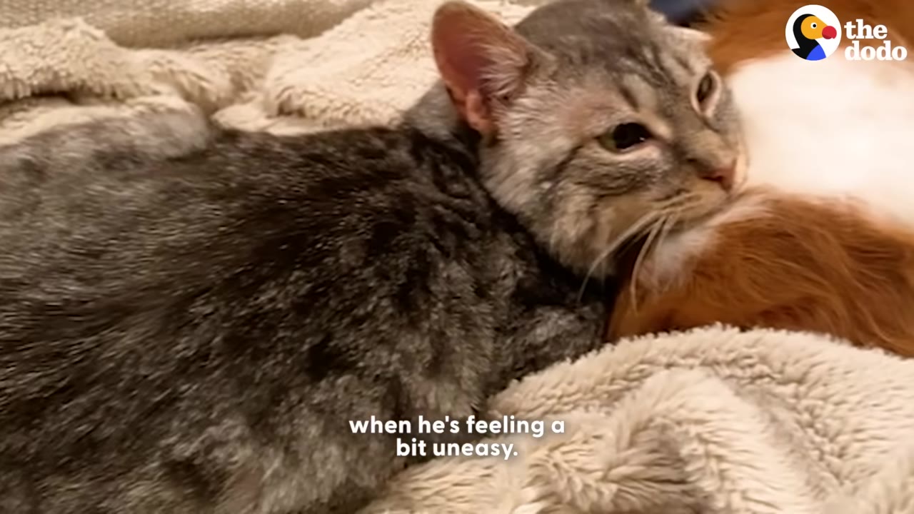 A grey tabby cat rests its head comfortably on the back of a brown and white dog on a soft blanket.