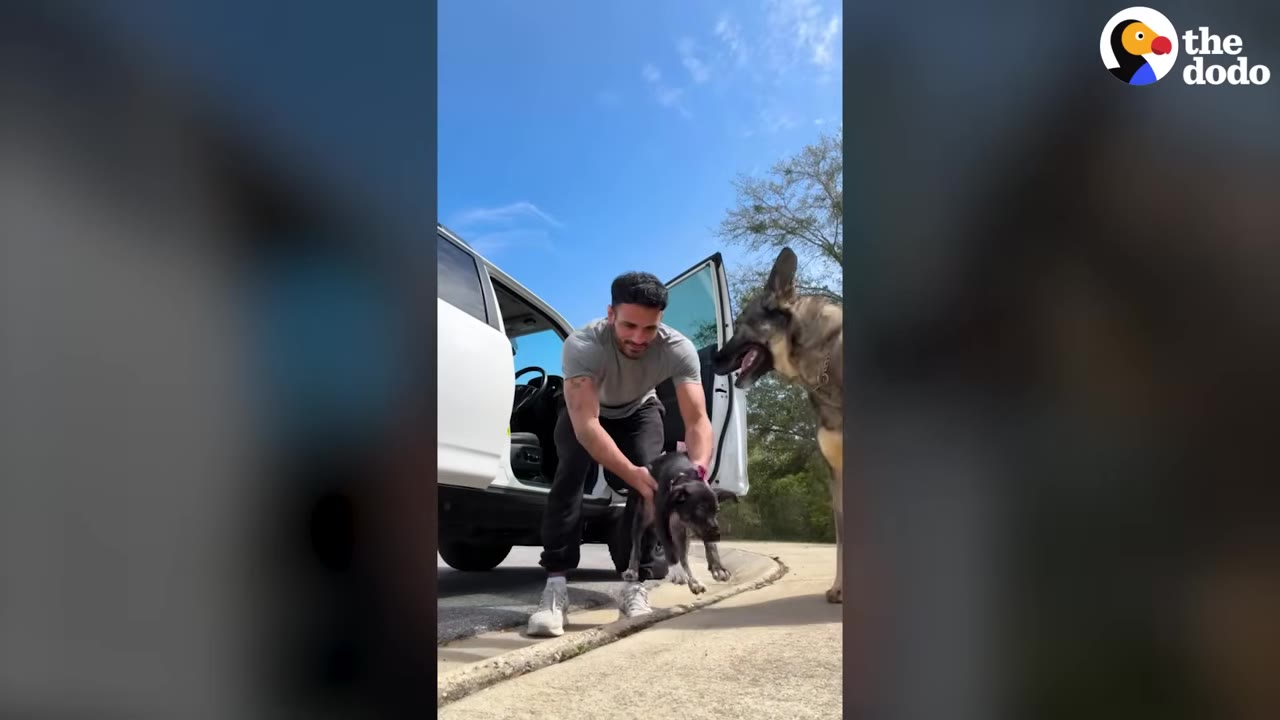 A man in a grey t-shirt and black pants gently lowers a small black puppy to the ground next to a white car, while a larger German Shepherd stands nearby on a sunny day.
