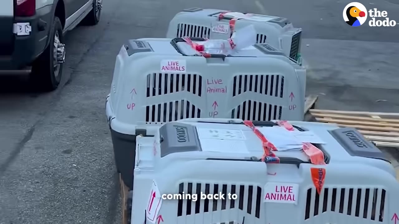 Several grey plastic animal crates labeled 'LIVE ANIMAL' lined up on pallets outdoors next to a vehicle.