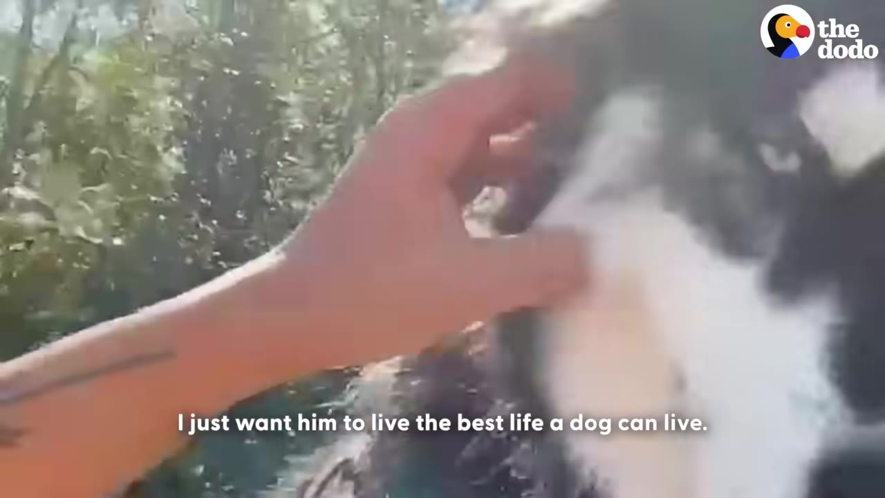 A close-up of a hand gently petting a black and white dog on the head outdoors.