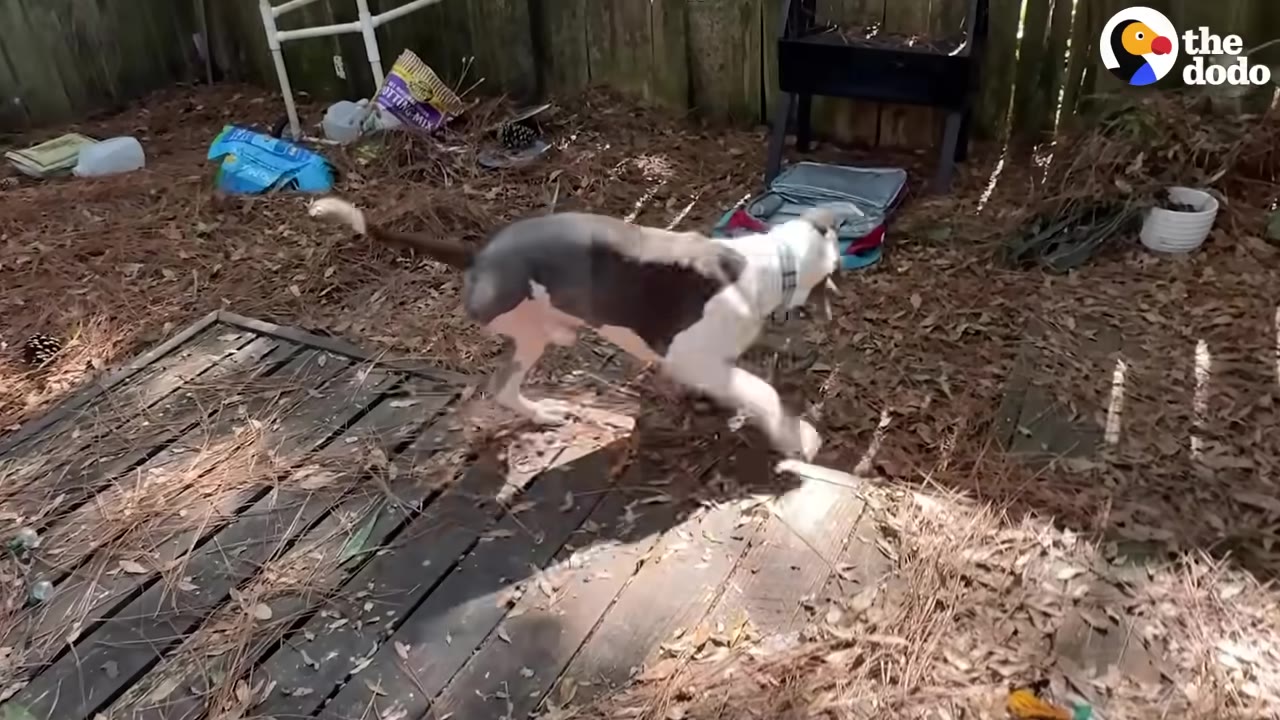 A three-legged dog runs playfully across a wooden deck in a yard covered with pine needles.