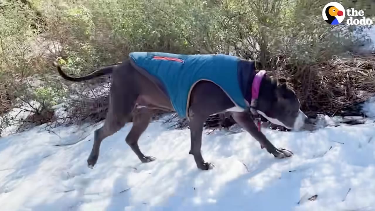 A gray and white dog wearing a blue coat walks through the snow near some bushes.