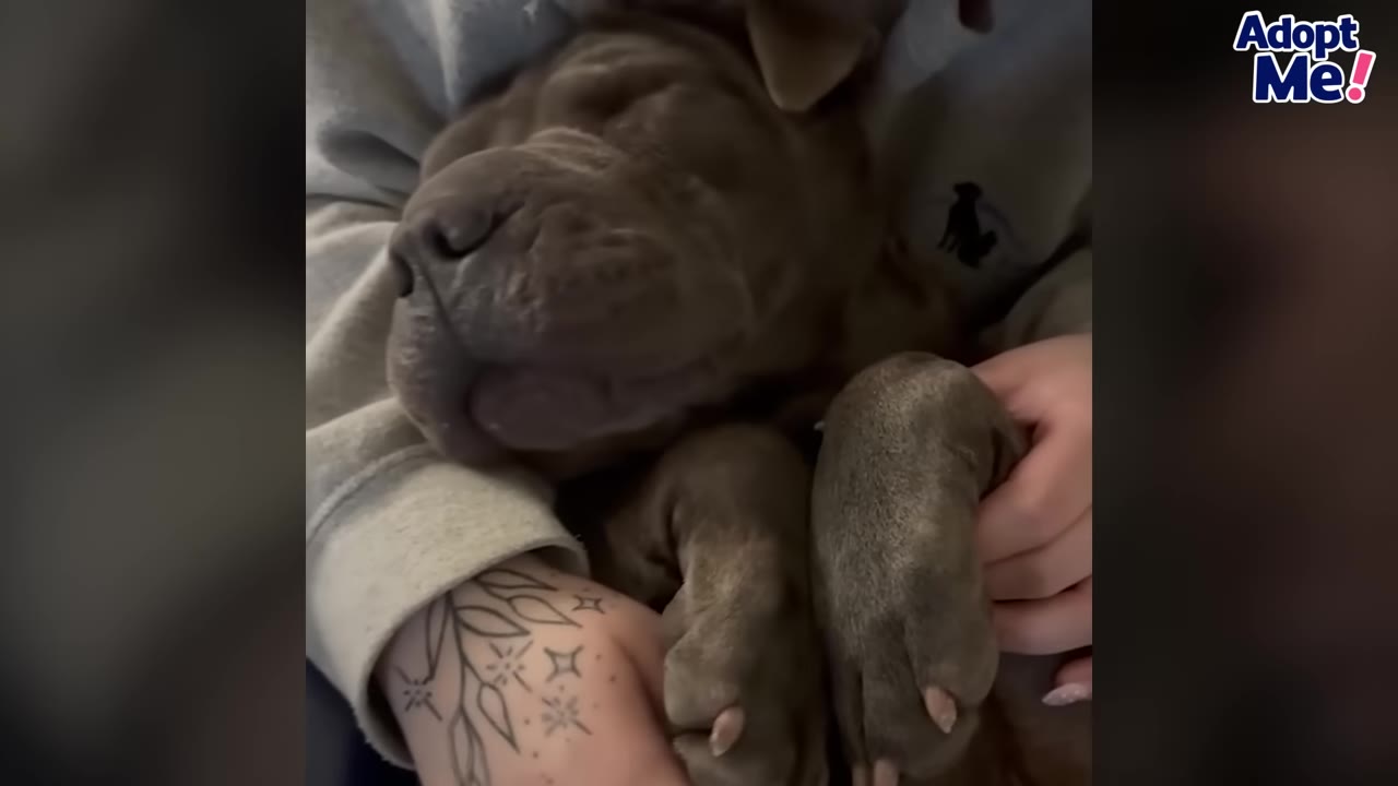 A close-up of a grey dog sleeping peacefully while being cradled in a person's arms.