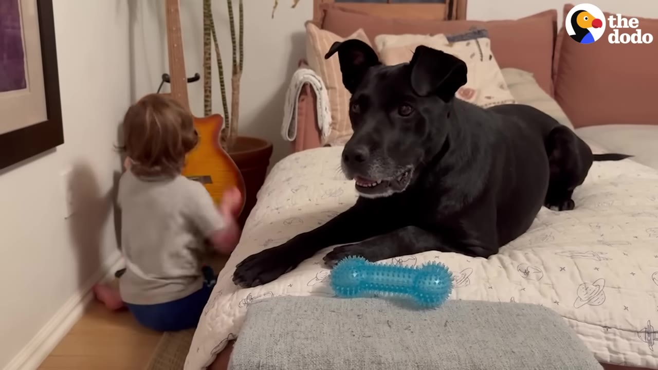 A black dog lies on a bed next to a blue toy, looking towards the camera, while a young child sits on the floor nearby playing an acoustic guitar.