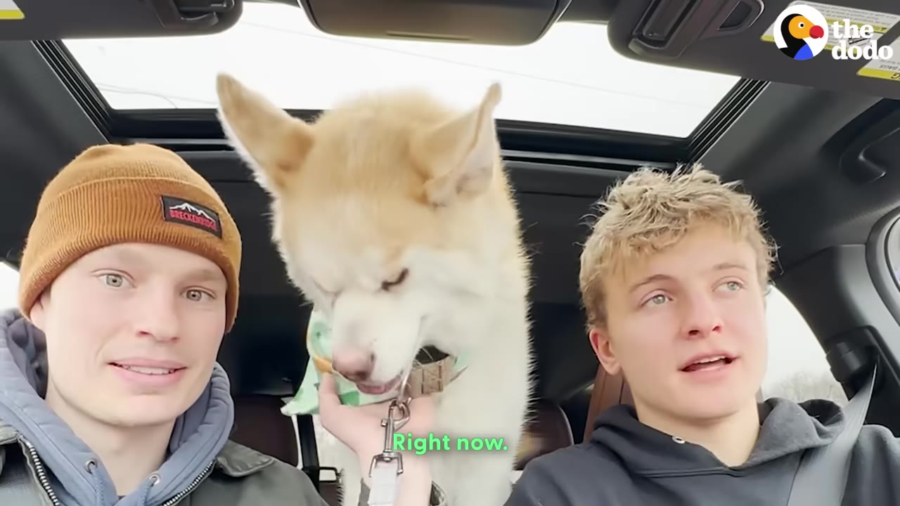 Two young men and a light-colored husky-mix dog sit inside a car together.