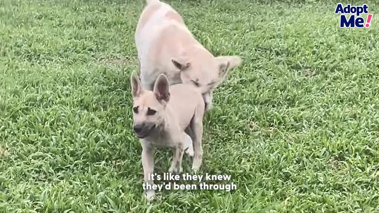 A light brown puppy stands on a grassy field while a larger light-colored dog sniffs its back.