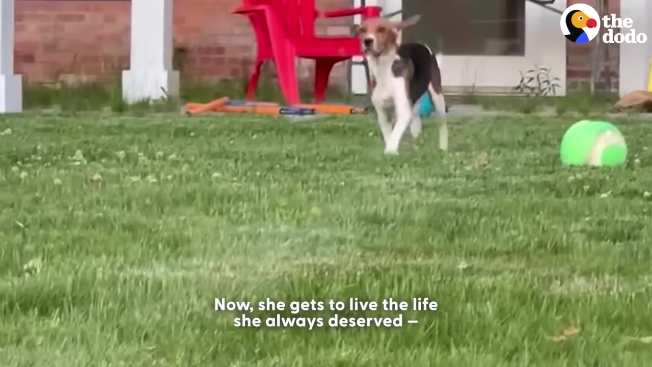 A beagle running happily across a green grassy lawn with a red chair in the background.