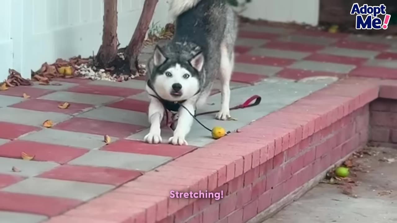 A husky-type dog wearing a harness and leash stretches on a red and grey tiled patio.